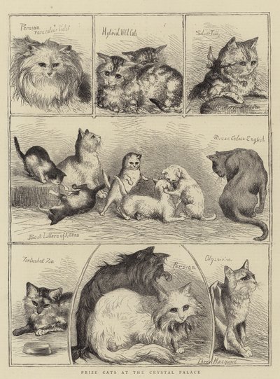 クリスタルパレスの猫賞 作： Percy Macquoid